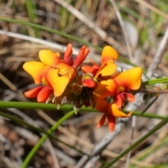 Dillwynia sericea at Stromlo, ACT - 16 Oct 2022 03:46 PM