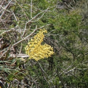 Dendrobium speciosum at Bungonia, NSW - 16 Oct 2022