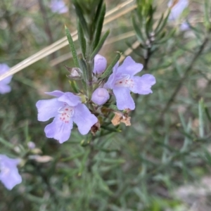 Westringia eremicola at Bungonia, NSW - 16 Oct 2022 11:57 AM