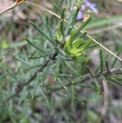 Westringia eremicola at Bungonia, NSW - 16 Oct 2022 11:57 AM