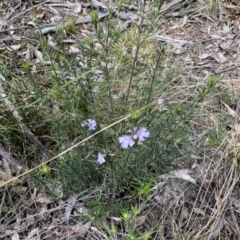 Westringia eremicola at Bungonia, NSW - 16 Oct 2022 11:57 AM