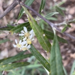 Olearia viscidula (Wallaby Weed) at Bungonia National Park - 16 Oct 2022 by Ned_Johnston