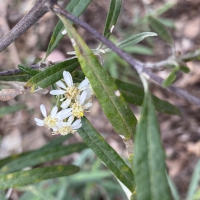 Olearia viscidula (Wallaby Weed) at Bungonia, NSW - 16 Oct 2022 by Ned_Johnston