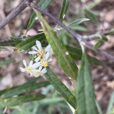 Olearia viscidula (Wallaby Weed) at Bungonia National Park - 16 Oct 2022 by Ned_Johnston