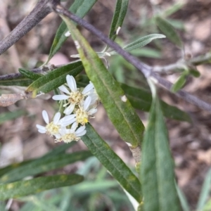 Olearia viscidula at Bungonia, NSW - 16 Oct 2022