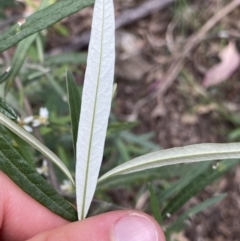 Olearia viscidula at Bungonia, NSW - 16 Oct 2022