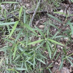 Olearia viscidula at Bungonia, NSW - 16 Oct 2022
