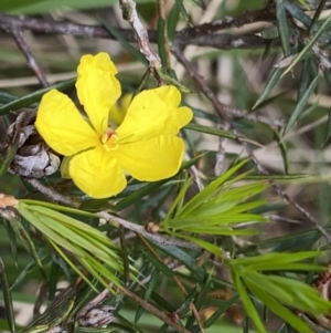 Hibbertia acicularis at Bungonia, NSW - 16 Oct 2022 12:09 PM