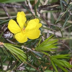 Hibbertia acicularis (Prickly Guinea-flower) at Bungonia, NSW - 16 Oct 2022 by Ned_Johnston