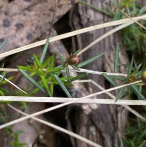 Hibbertia acicularis at Bungonia, NSW - 16 Oct 2022 12:09 PM