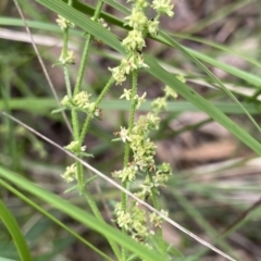 Galium gaudichaudii (Rough Bedstraw) at Bungonia, NSW - 16 Oct 2022 by Ned_Johnston