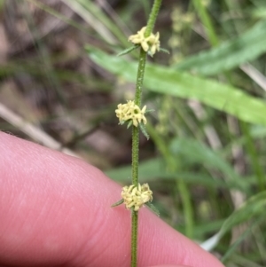 Galium gaudichaudii at Bungonia, NSW - 16 Oct 2022