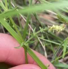 Galium gaudichaudii at Bungonia, NSW - 16 Oct 2022 12:18 PM