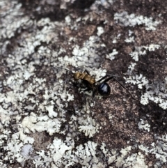 Polyrhachis semiaurata (A golden spiny ant) at Bungonia, NSW - 16 Oct 2022 by NedJohnston