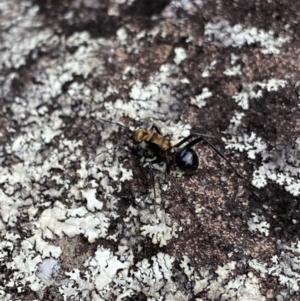 Polyrhachis semiaurata at Bungonia, NSW - 16 Oct 2022 12:22 PM