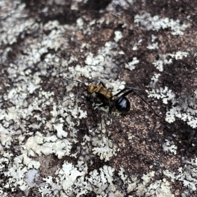 Polyrhachis semiaurata (A golden spiny ant) at Bungonia National Park - 16 Oct 2022 by Ned_Johnston
