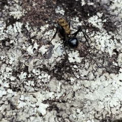 Polyrhachis semiaurata at Bungonia, NSW - 16 Oct 2022 12:22 PM