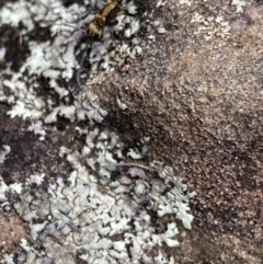 Polyrhachis semiaurata at Bungonia, NSW - 16 Oct 2022