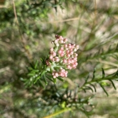 Ozothamnus diosmifolius (Rice Flower, White Dogwood, Sago Bush) at Bungonia National Park - 16 Oct 2022 by Ned_Johnston