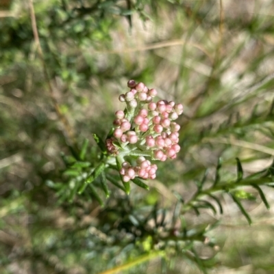 Ozothamnus diosmifolius (Rice Flower, White Dogwood, Sago Bush) at Bungonia, NSW - 16 Oct 2022 by NedJohnston