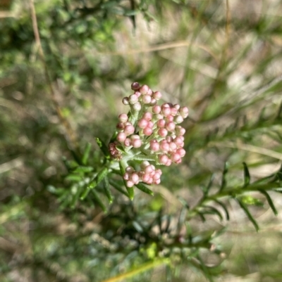 Ozothamnus diosmifolius (Rice Flower, White Dogwood, Sago Bush) at Bungonia National Park - 16 Oct 2022 by Ned_Johnston