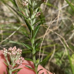 Ozothamnus diosmifolius at Bungonia, NSW - 16 Oct 2022 12:27 PM