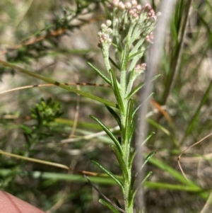 Ozothamnus diosmifolius at Bungonia, NSW - 16 Oct 2022 12:27 PM