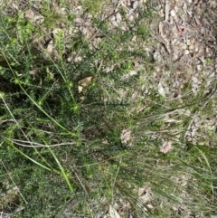 Ozothamnus diosmifolius at Bungonia, NSW - 16 Oct 2022