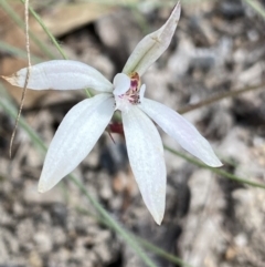 Caladenia fuscata (Dusky Fingers) at Bungonia, NSW - 16 Oct 2022 by NedJohnston