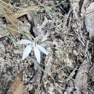 Caladenia fuscata at Bungonia, NSW - 16 Oct 2022