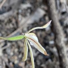 Caladenia fuscata at Bungonia, NSW - suppressed