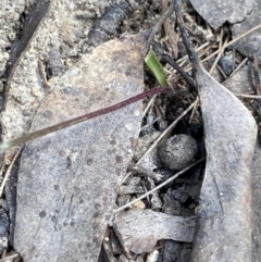 Caladenia fuscata at Bungonia, NSW - suppressed