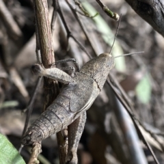 Rhitzala modesta (Short winged heath grasshopper) at Bungonia, NSW - 16 Oct 2022 by Ned_Johnston