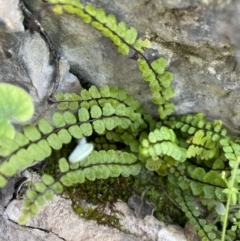 Asplenium trichomanes (Common Spleenwort) at Bungonia, NSW - 16 Oct 2022 by Ned_Johnston