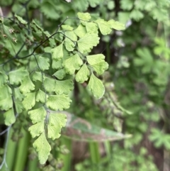 Adiantum aethiopicum (Common Maidenhair Fern) at Bungonia, NSW - 16 Oct 2022 by NedJohnston