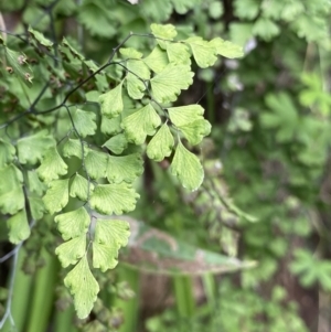 Adiantum aethiopicum at Bungonia, NSW - suppressed