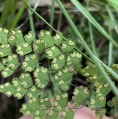 Adiantum aethiopicum at Bungonia, NSW - suppressed