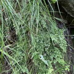 Adiantum aethiopicum at Bungonia, NSW - suppressed