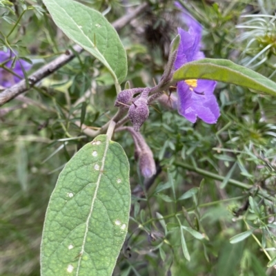Solanum celatum at Bungonia, NSW - 16 Oct 2022 by Ned_Johnston