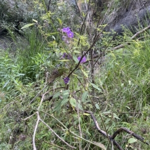 Solanum celatum at Bungonia, NSW - 16 Oct 2022 01:19 PM