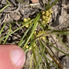 Lomandra filiformis subsp. coriacea (Wattle Matrush) at Bungonia, NSW - 16 Oct 2022 by NedJohnston