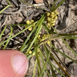 Lomandra filiformis subsp. coriacea at Bungonia, NSW - 16 Oct 2022