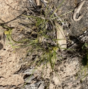 Lomandra filiformis subsp. coriacea at Bungonia, NSW - 16 Oct 2022