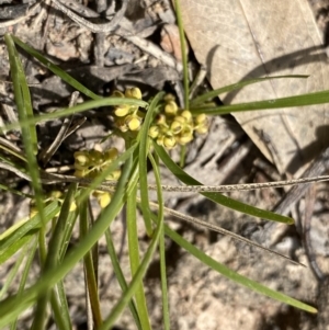Lomandra filiformis subsp. coriacea at Bungonia, NSW - 16 Oct 2022