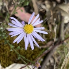 Vittadinia sulcata (Furrowed New Holland Daisy) at Bungonia, NSW - 16 Oct 2022 by Ned_Johnston
