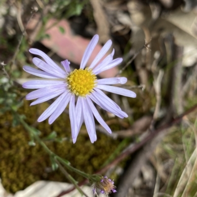 Vittadinia sulcata (Furrowed New Holland Daisy) at Bungonia, NSW - 16 Oct 2022 by NedJohnston