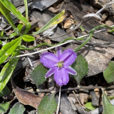 Thysanotus patersonii (Twining Fringe Lily) at Bungonia National Park - 16 Oct 2022 by Ned_Johnston