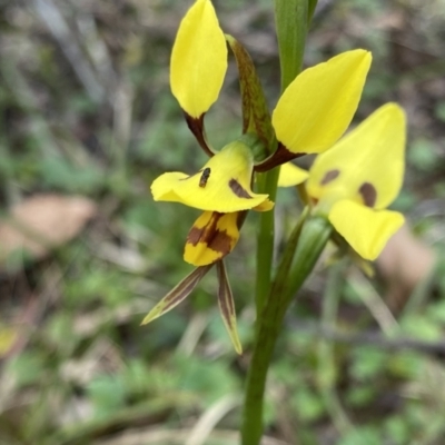 Diuris sulphurea (Tiger Orchid) at Bungonia, NSW - 16 Oct 2022 by NedJohnston