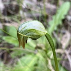 Pterostylis nutans (Nodding Greenhood) at Bungonia, NSW - 16 Oct 2022 by NedJohnston