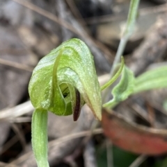 Pterostylis nutans at Bungonia, NSW - 16 Oct 2022